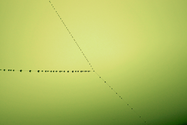"Green Dewdrop"